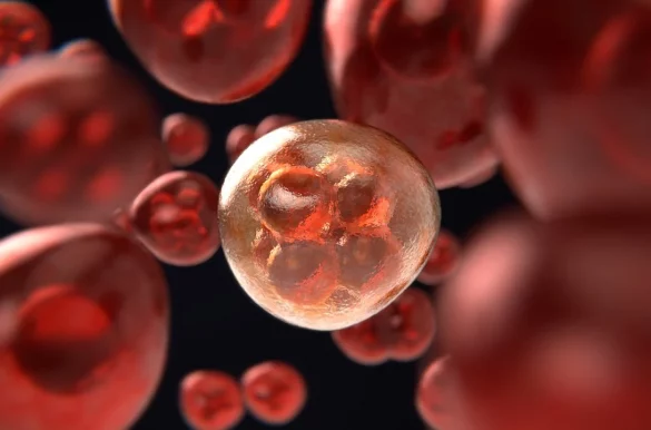 Darstellung der Mitose eines Zellkernes in rot auf schwarzem Hintergrund.
