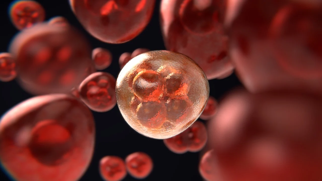 Darstellung der Mitose eines Zellkernes in rot auf schwarzem Hintergrund.